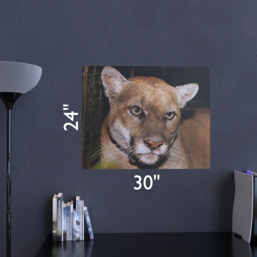 24"x30" High Res Poster of P22, Mountain Lion - Picture 3 of 3